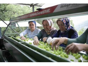 Mersin’de erik üreticilerine ikinci boylama makinesi desteği