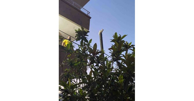 Balkondan atladığı direkte mahsur kalan kediyi itfaiye kurtardı