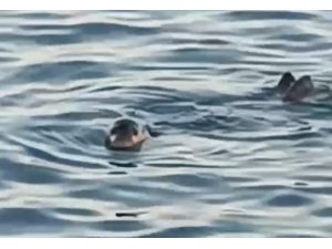 Akdeniz foku kıyıya yakın noktada kendini gösterdi