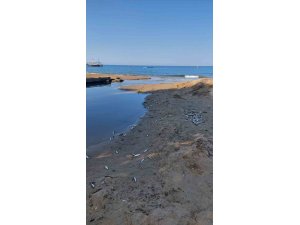 Manavgat’ta balık ölümleri alarm verdi, kimyasal kirlilik inceleniyor