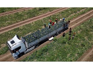 Adana’da karpuzun tarlada kilogram fiyatı 2,5 liraya kadar geriledi