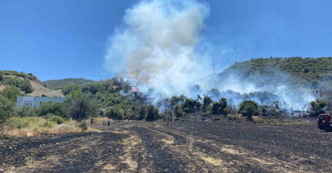 Osmaniye’deki anız yangını ormana sıçradı