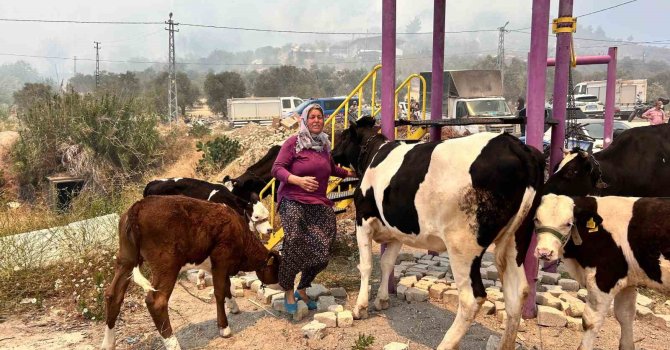 Alevlerin sıçradığı ahırından ekiplerin yardımıyla hayvanları kurtardı