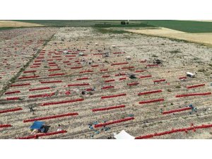 Sıcaklıkların 40 dereceyi geçtiği Amik Ovası’nda soğan hasadı devam ediyor