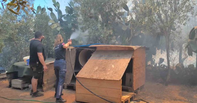 Farklı noktalarda çıkan otluk ve ağaçlık yangını evlere birkaç metre kala söndürüldü