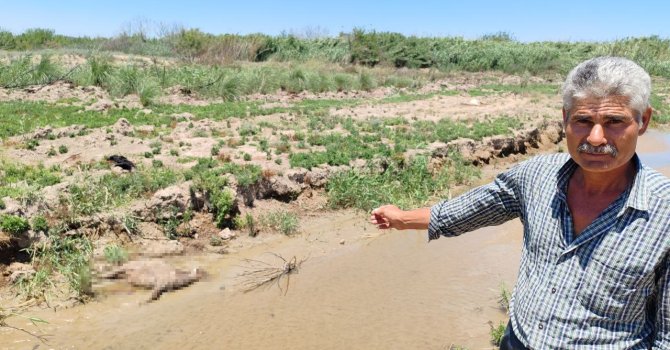 "Dereden su içen 40 küçükbaş hayvanım telef oldu"