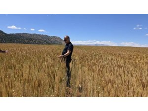 Atıl araziler üretime kazandırıldı buğday üretimi yapıldı