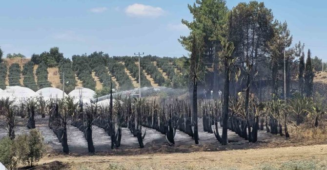 Antalya’da çıkan yangında palmiye ağaçları küle döndü