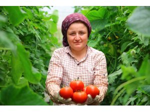 Adının hakkını veren mahalle: Her mevsim domates üretimi bölgeye katkı sağlıyor