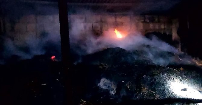 Adana’da yangında 5 inek telef oldu