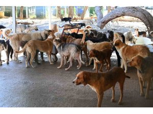 Kemer Belediyesi, Haziran’da 50 canı sahiplendirdi