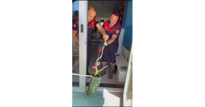 Ayakkabılıktan çıkan yılan paniğe neden oldu