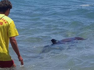 Kıyıya vuran yunus elbirliğiyle denize salındı