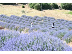 Lavanta Kokulu Köy Kuyucak’ta mor şölen sakin geçiyor
