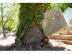 Meşe ağacı lahit parçasını havaya kaldırdı: Termessos’ta doğa tarihe sahip çıktı