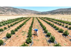 Susuzluk nedeniyle tarım yapılamayan ilçe arıtma suyuyla yeşerdi