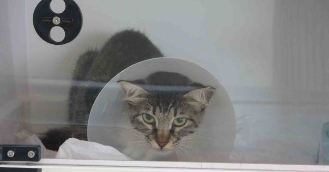 Sokak kedisini defalarca tekmeledi