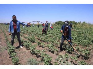 Hatay’da kavurucu sıcakta pamuk tarlasında 650 TL yevmiyeye zorlu mesai