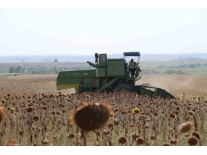 Kuraklık Çukurova’da ayçiçeği hasadını erkene çekti