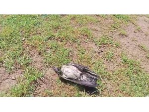 Yaralı karga, havadaki kargalar sayesinde bulundu