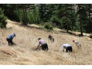 Teknolojinin ulaşamadığı tarlalarda ellik ve orakla hasat başladı
