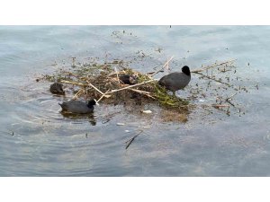 Karabatak su üzerine çalı ve ot taşıyarak yuva yaptı