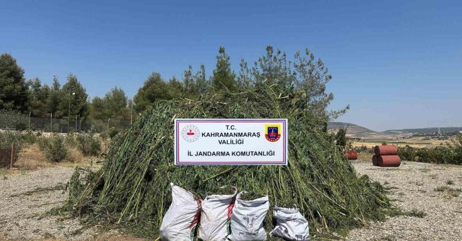 Mısır tarlasında ele geçirilen 45 bin kök kenevire 4 tutuklama