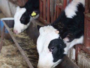 Büyükşehir’den kırsaldaki besicilere veterinerlik hizmeti