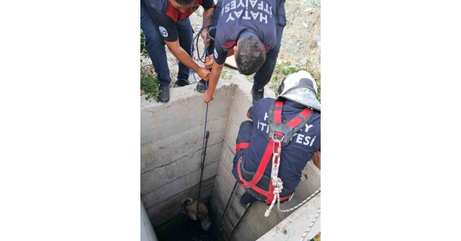 Antakya’da 10 metrelik kuyuya düşen köpeği itfaiye kurtardı