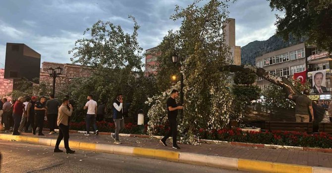 457 yıllık anıt ağacı Akkavak kökünden devrildi, facianın eşiğinden dönüldü