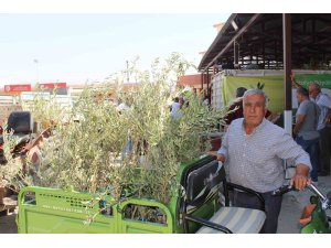 Büyükşehir’den 19 ilçeye 40 bin zeytin fidanı desteği