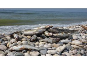 Mersin sahillerinde endişelendiren görüntü