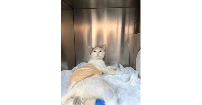 Omuriliğinden havalı tüfekle vurulan kedi tedavi altına alındı
