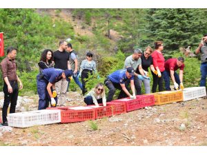 Feke’de sazanlar baraja, keklikler dağlara salındı