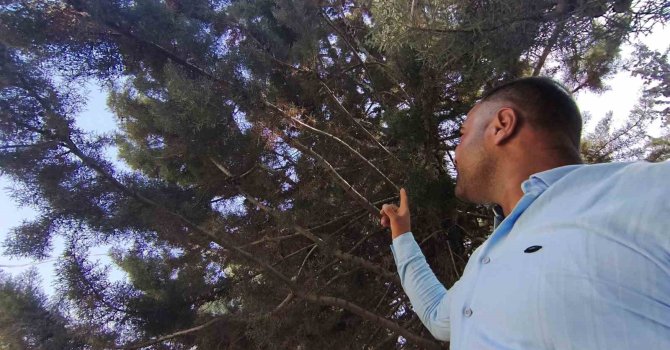 Ağaç gölgesinde ürküten manzara, fareyi yutmaya çalışan yılanla göz göze geldi