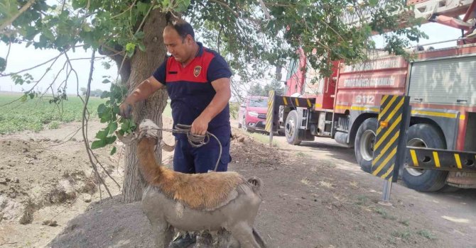Derede çamura saplanan koyunu itfaiye ekipleri kurtardı