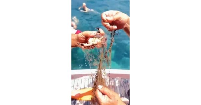 Alanya’da ağa takılan yengeçler kurtarıldı