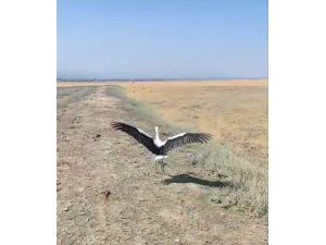 Yuvadan düşen leylek tedavisinin ardından doğaya salındı