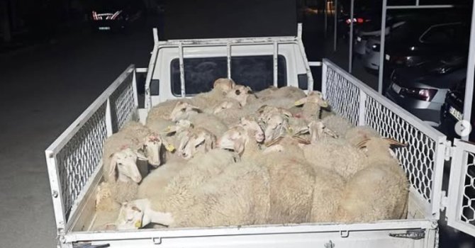 Hayvan pazarlığı hırsızlığa dönüştü, şahıslar kaçamadan yakalandı