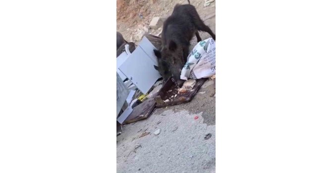 Aç kalan domuz sürüsü çöpte yiyecek aradı