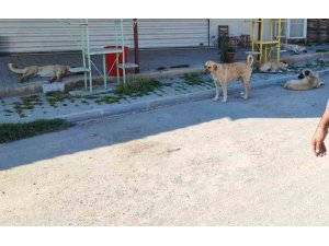 Mahalleli sokak köperlerine isyan etti