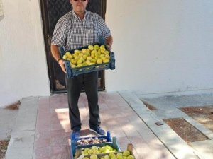 Mut’ta beyaz incir hasadı başladı