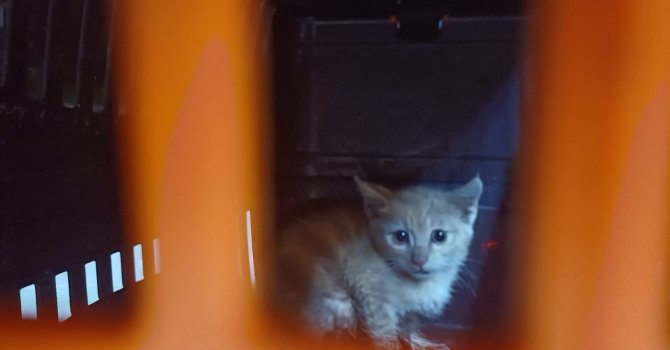 Kanalizasyona düşüp 2 gündür kurtarılmayı bekleyen yavru kedi için seferber oldular