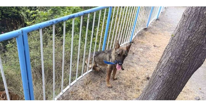 Demir korkuluklara sıkışan köpeği itfaiye kurtardı