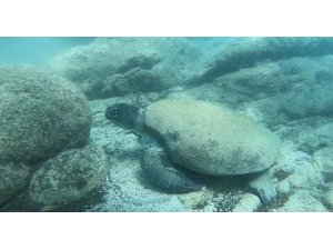 Uzman isim Caretta caretta ısırma vakalarının sebebini açıkladı