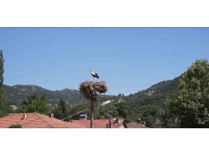 Burdur’da Hisarardı köyünün yüz yıllık misafirleri leylekler, bu yıl da yuvalarına döndü