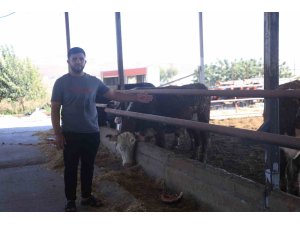 Sevkiyat sırasında firar eden ve 1 aydır haber alınamayan angusların sahibi: "Bu cins hayvanlar aşırı hırçın oluyor, görenler kaçsınlar"