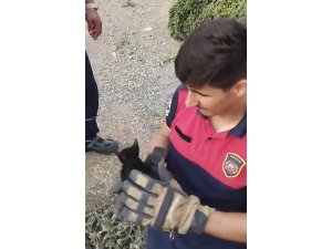 Rögara düşen yavru kediyi itfaiye ekipleri kurtardı