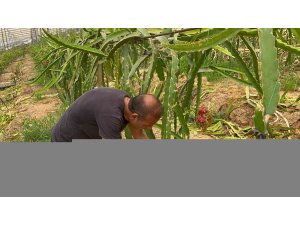 Alanya’da ejder meyvesi hasadı başladı, kilosu 200 TL’yi buluyor