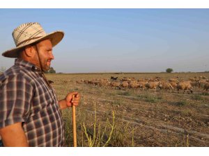 50 derece sıcakta hayvan otlatıyorlar